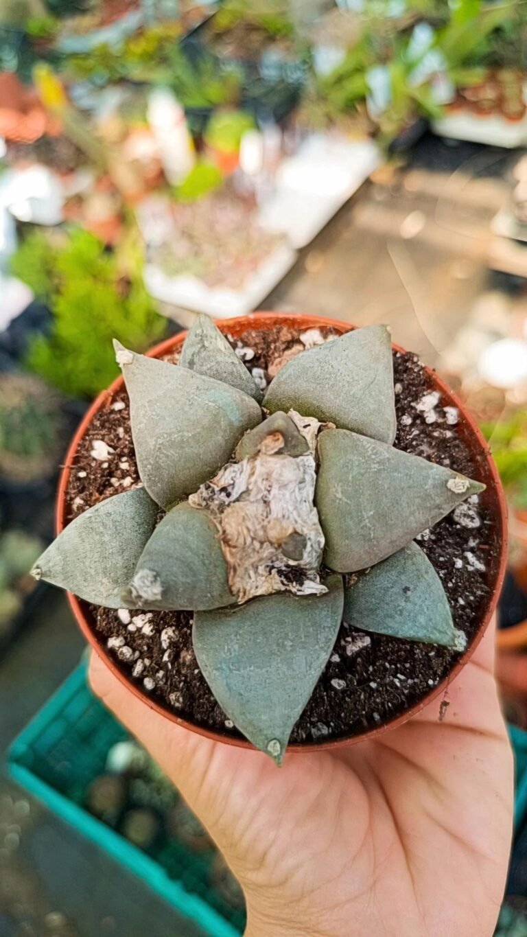 Siracactus-Cactus-Ariocarpus-retusus-2.jpg