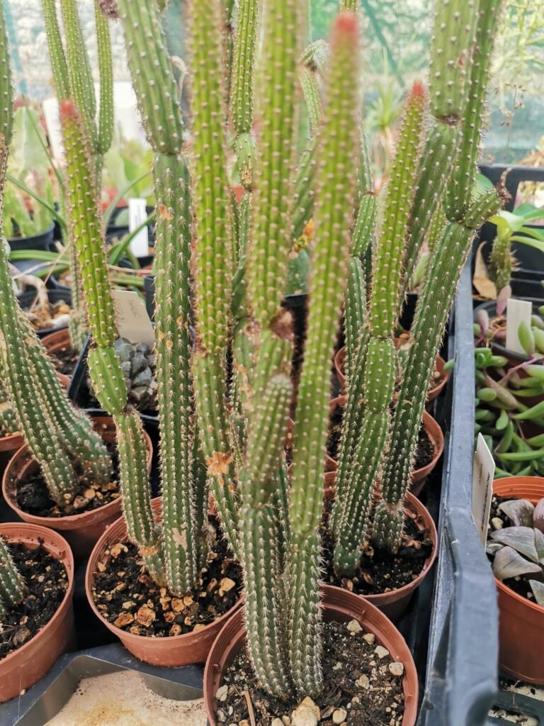Siracactus-Cactus-Arrojadoa.jpg