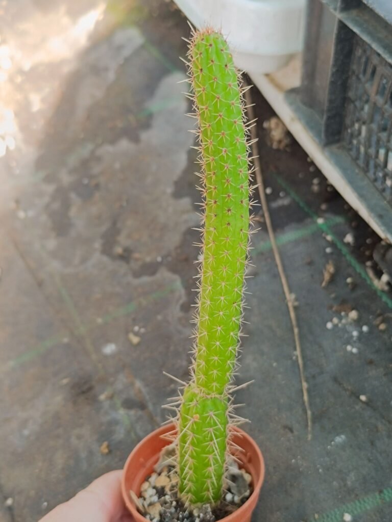 Siracactus-Cactus-Arrojadoa-penicillata-v.-Spinosior.jpg