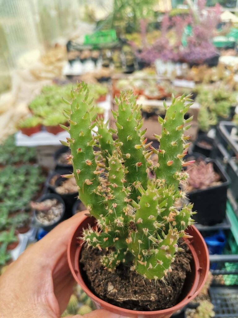 Siracactus-Cactus-Austrocylindropuntia-subulata-Mostruosa.jpg