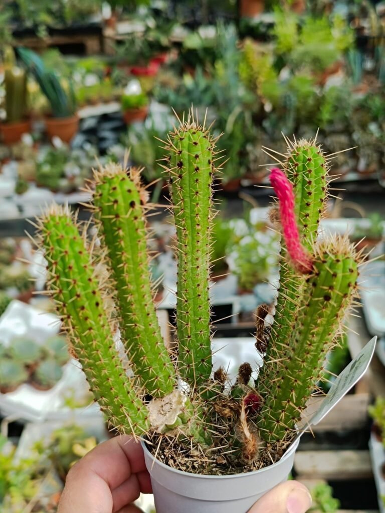Siracactus-Cactus-Borzicactus-samaipatanus.jpg