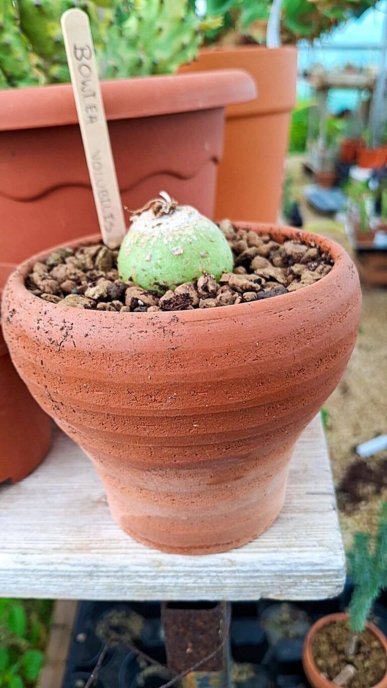 Siracactus-Cactus-Bowiea-volubilis-bonsai.jpg