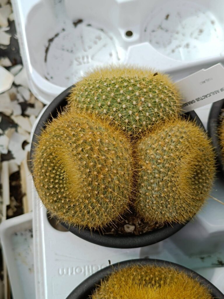 Siracactus-Cactus-Brasilicactus-graessneri.jpg