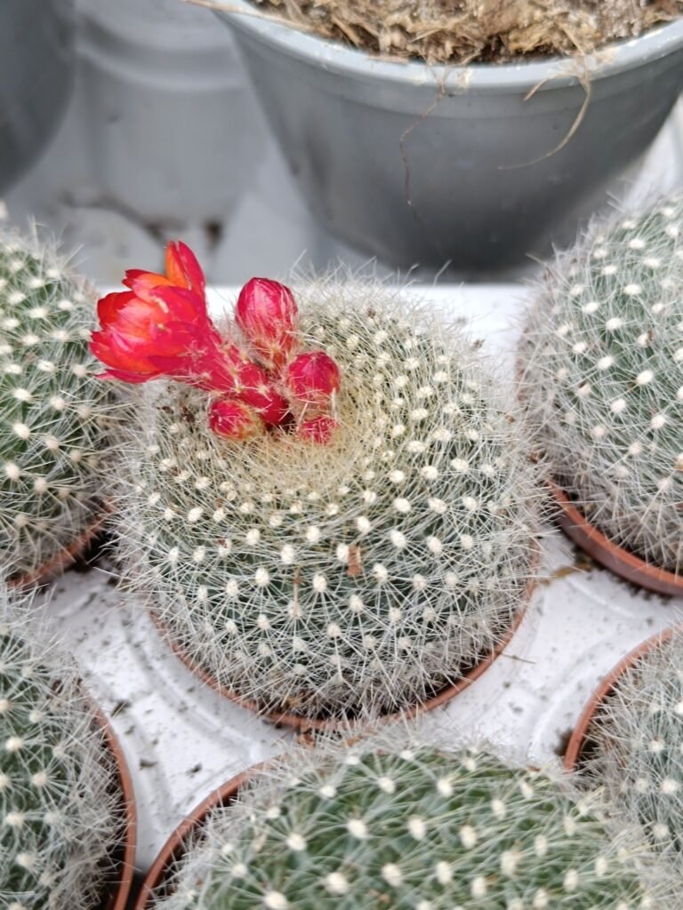 Siracactus-Cactus-Brasilicactus-haselbergii.jpg