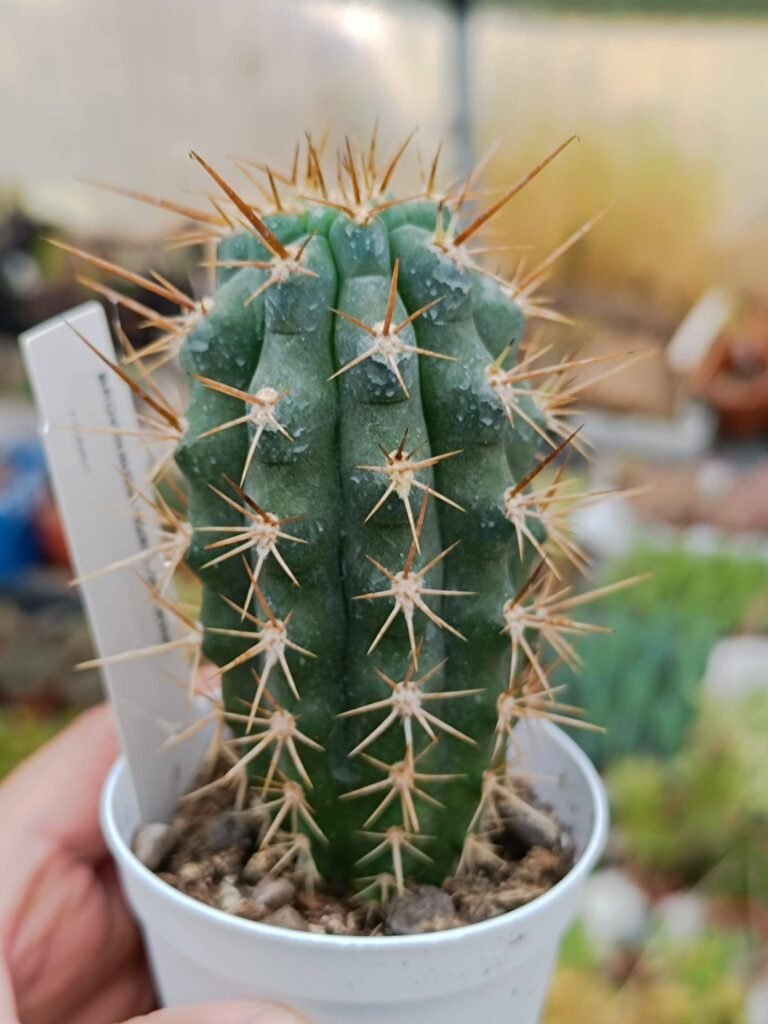 Siracactus-Cactus-Browningia-hertlingiana.jpg