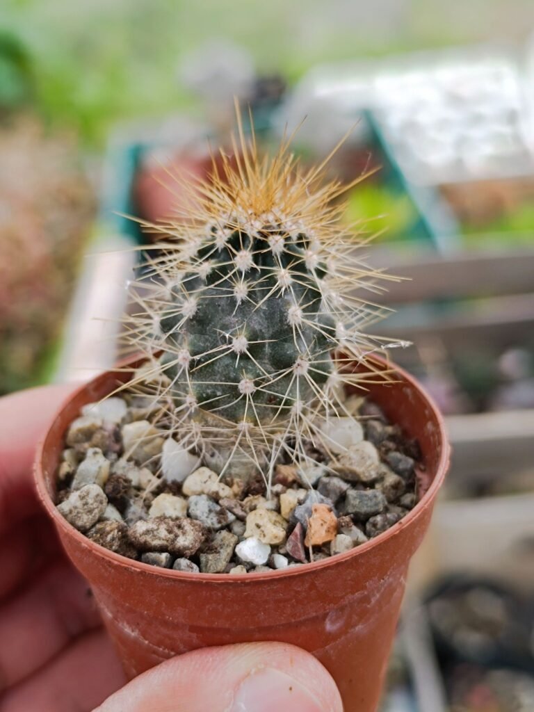 Siracactus-Cactus-Carnegiea-gigantea-o-pianta-del-saguaro.jpg