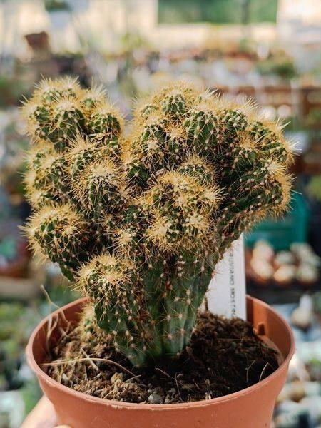 Siracactus-Cactus-Cereus-Colombianus-mostruoso-1.jpg