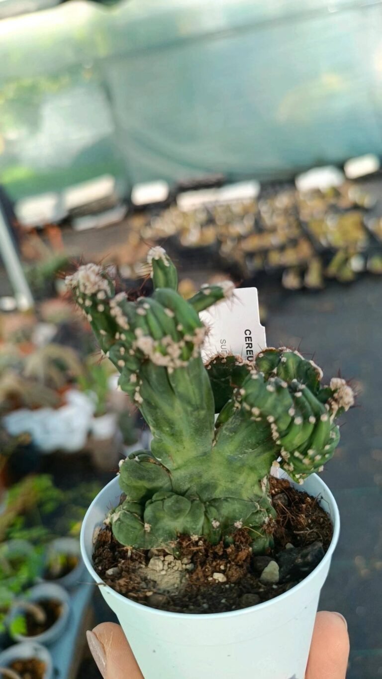 Siracactus-Cactus-Cereus-peruvianus-mostruoso-crestato-4.jpg