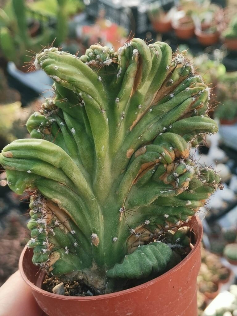 Siracactus-Cactus-Cereus-peruvianus-mostruoso-crestato-f.-Coral-2.jpg