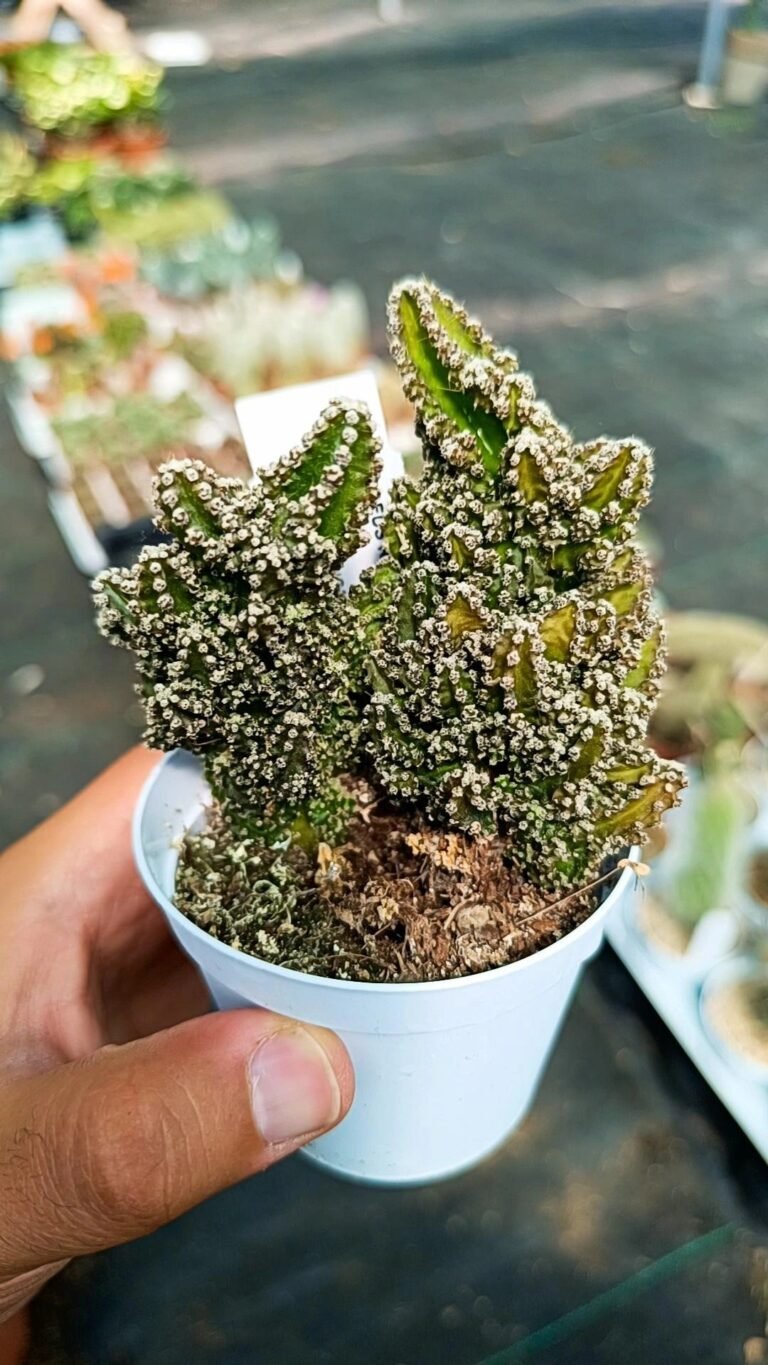 Siracactus-Cactus-Cereus-repandus.jpg
