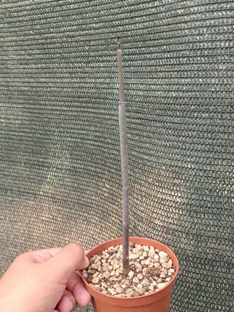 Siracactus-Cactus-Ceropegia-fusca.jpg