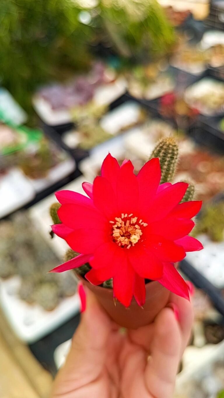 Siracactus-Cactus-Chamaecereus-silvestrii-1.jpg