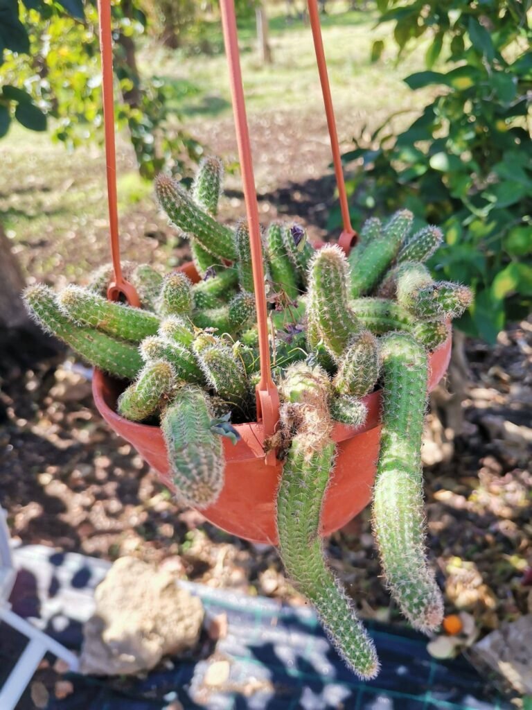 Siracactus-Cactus-Chamaecereus-silvestrii.jpg