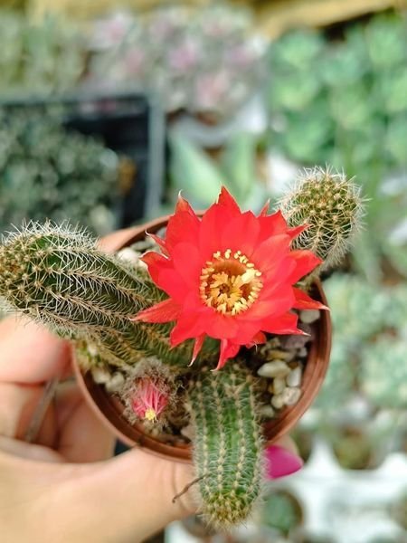 Siracactus-Cactus-Chamaecereus-silvestrii-CV-orange-hybrid.jpg