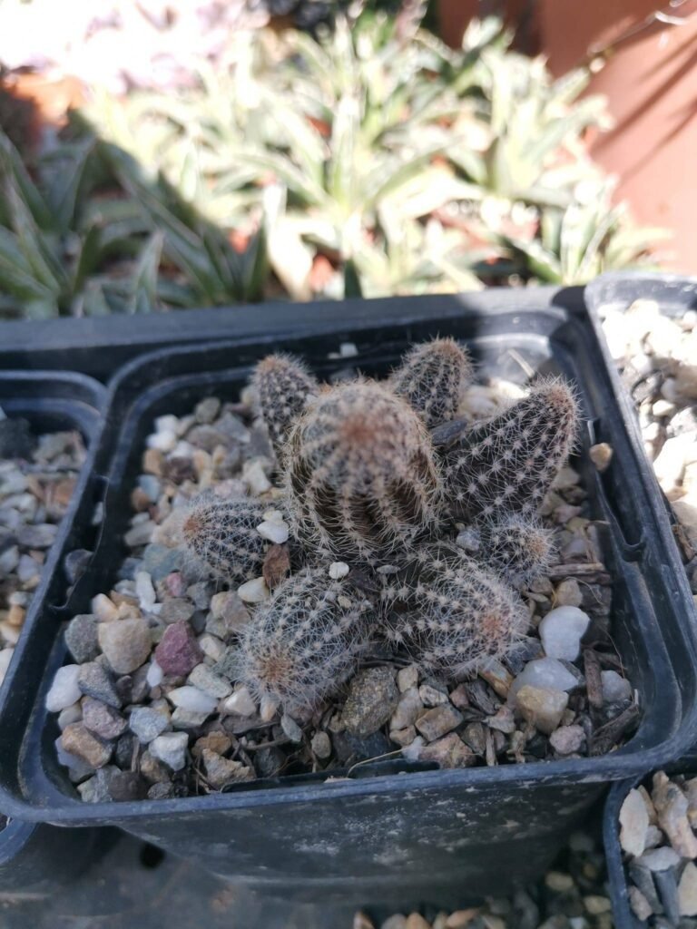 Siracactus-Cactus-Chamaecereus-silvestrii-cv-Daniel-orange.jpg