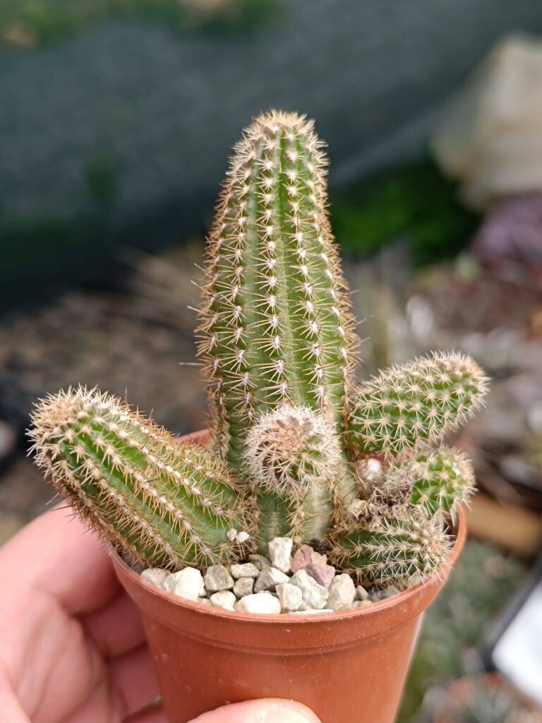 Siracactus-Cactus-Chamaecereus-silvestrii-cv-Yellow.jpg