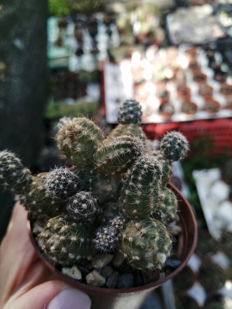 Siracactus-Cactus-Chamaecereus-silvestrii-cv-hot-pink.jpg