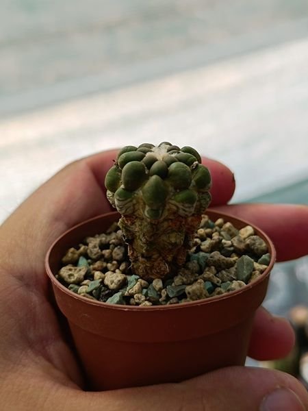 Siracactus-Cactus-Cinthia-knizei.jpg
