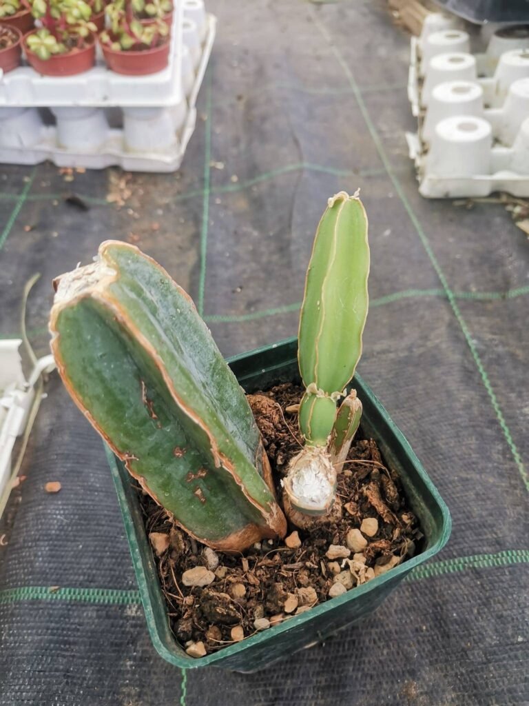 Siracactus-Cactus-Cissus-quadrangularis.jpg