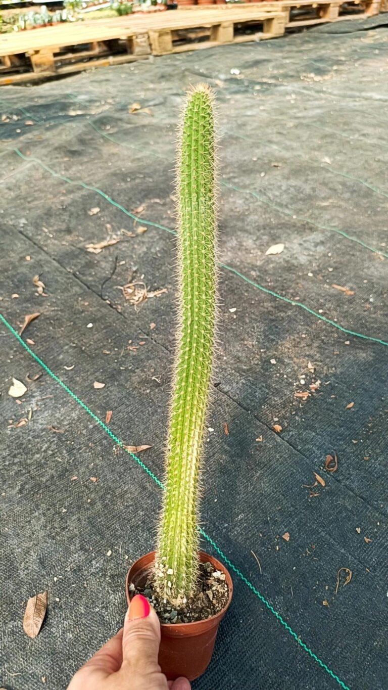 Siracactus-Cactus-Cleistocactus-baumannii-v-bruneispina.jpg