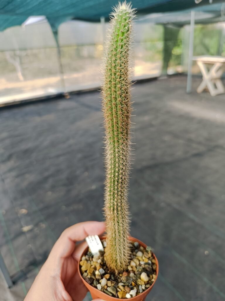 Siracactus-Cactus-Cleistocactus-fusiflorus.jpg