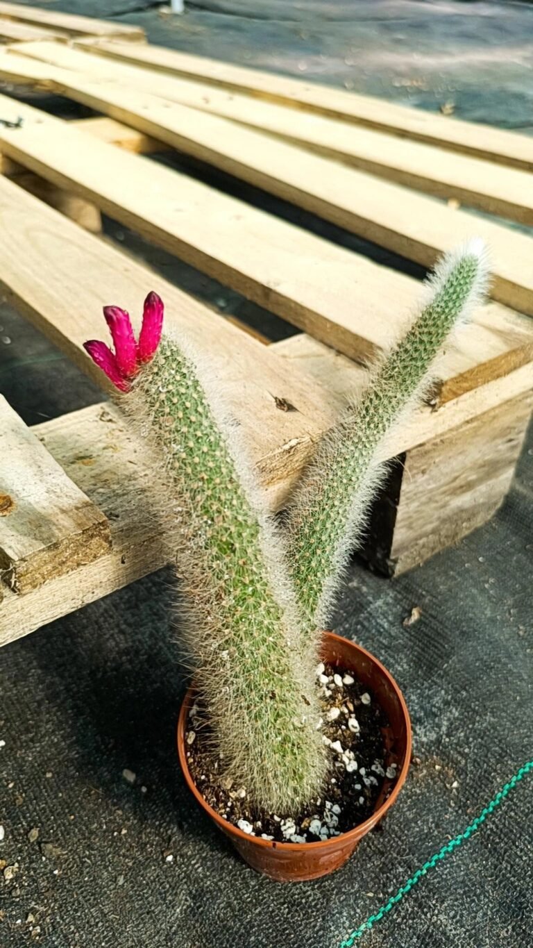 Siracactus-Cactus-Cleistocactus-hyalacanthus.jpg
