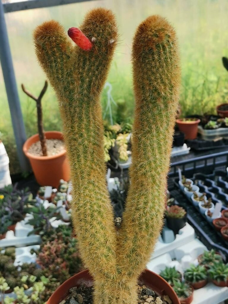Siracactus-Cactus-Cleistocactus-morawetzianus-4.jpg