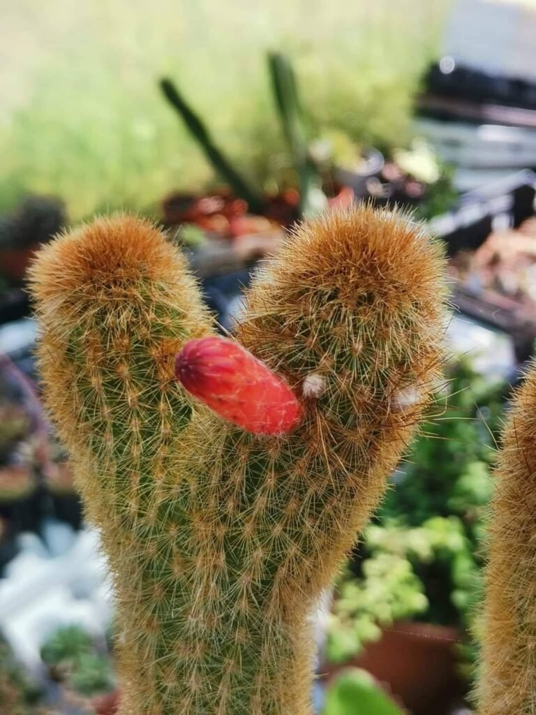 Siracactus-Cactus-Cleistocactus-morawetzianus-crestato-1.jpg
