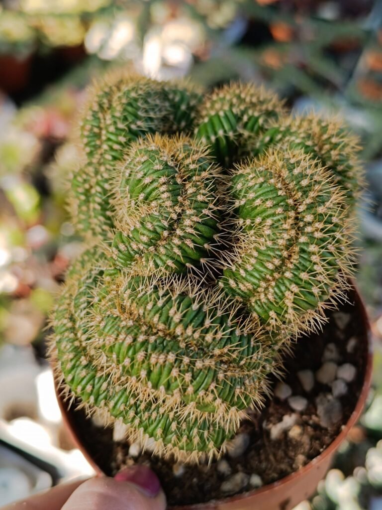 Siracactus-Cactus-Cleistocactus-parapetiensis-crestato-1.jpg