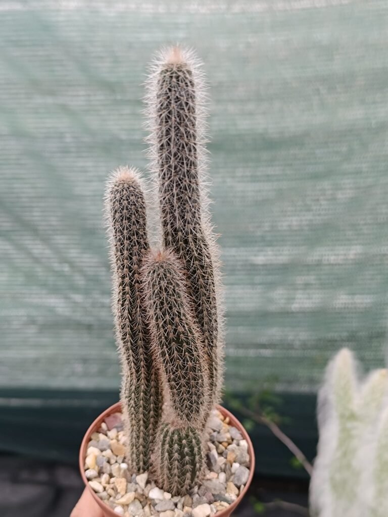 Siracactus-Cactus-Cleistocactus-piraymirensis-accestita.jpg