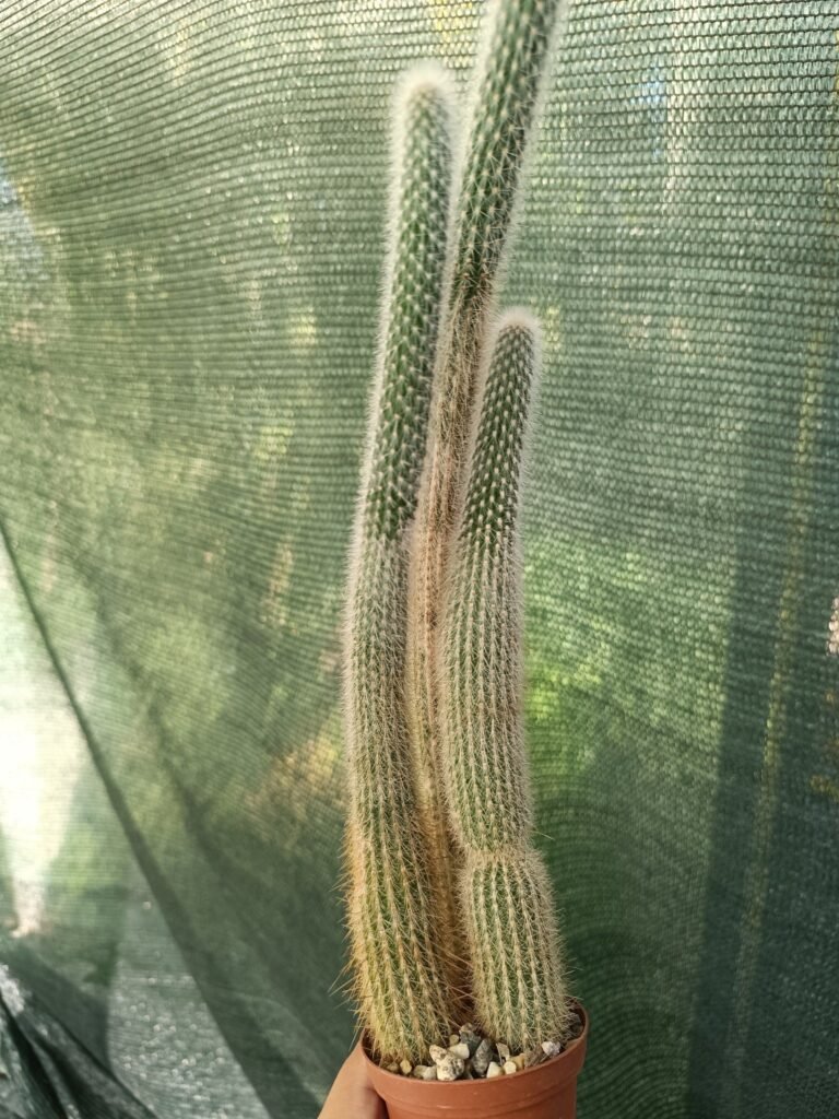 Siracactus-Cactus-Cleistocactus-tarijensis.jpg