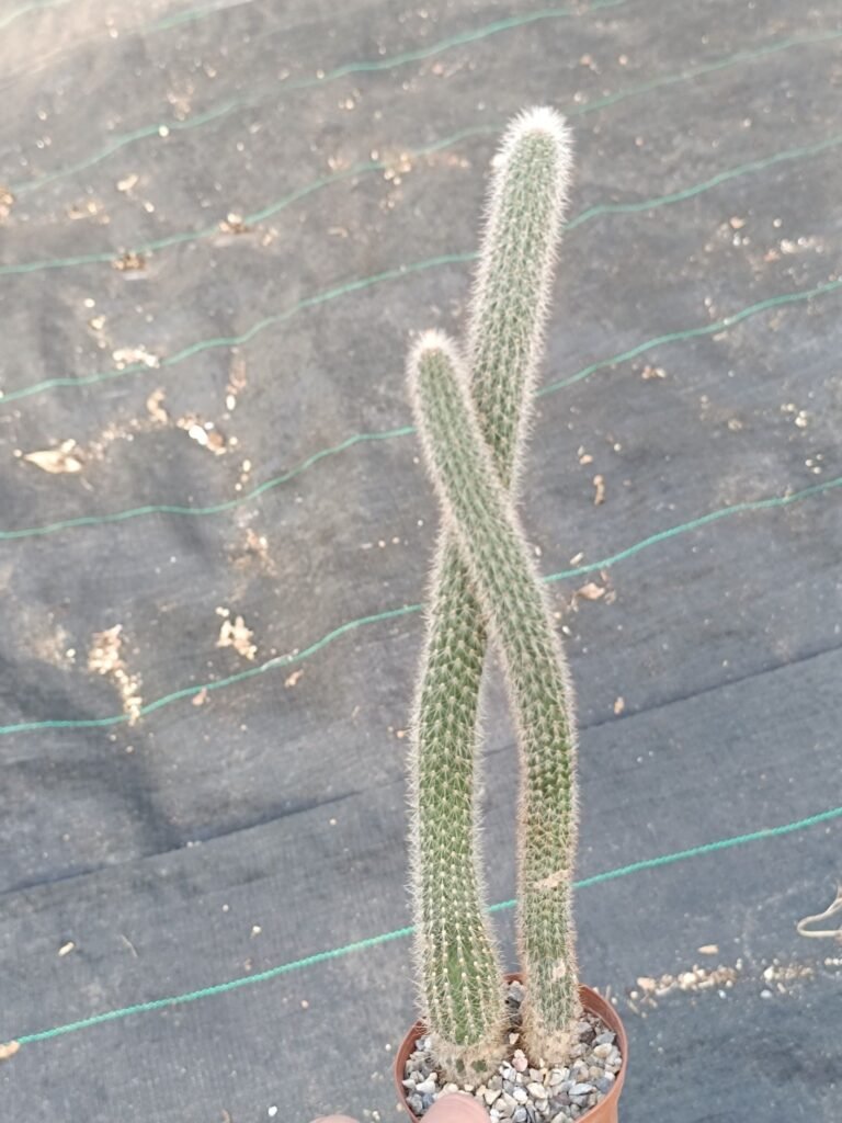 Siracactus-Cactus-Cleistocactus-vulpis-cauda.jpg