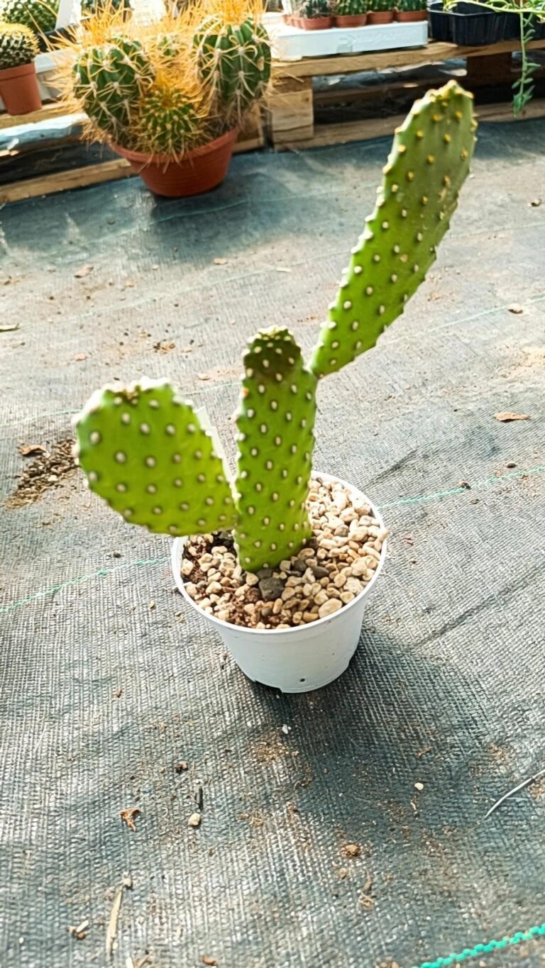 Siracactus-Cactus-Consolea-rubescens.jpg
