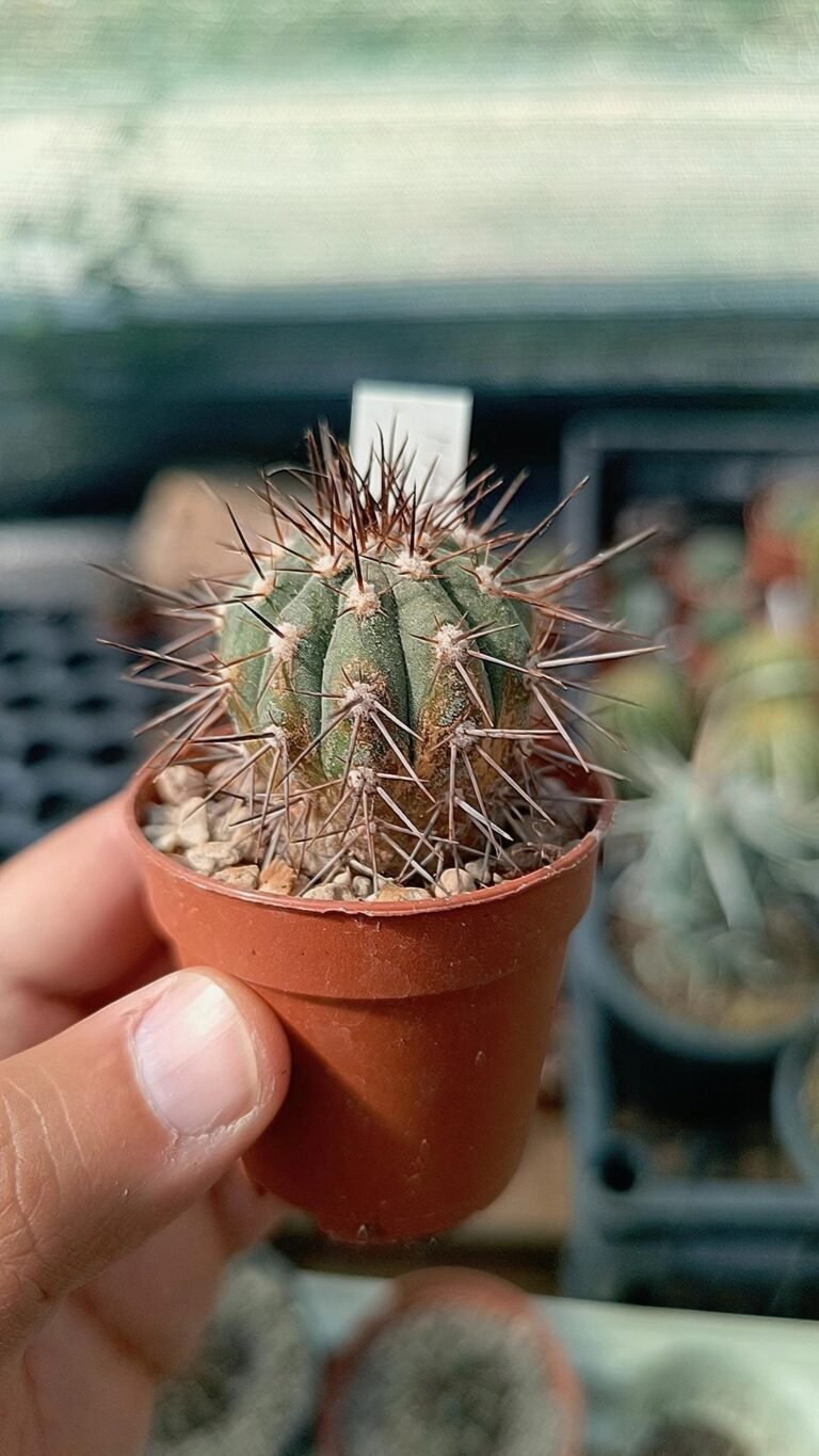 Siracactus-Cactus-Copiapoa-Hybrid-marginata-lembckei.jpg