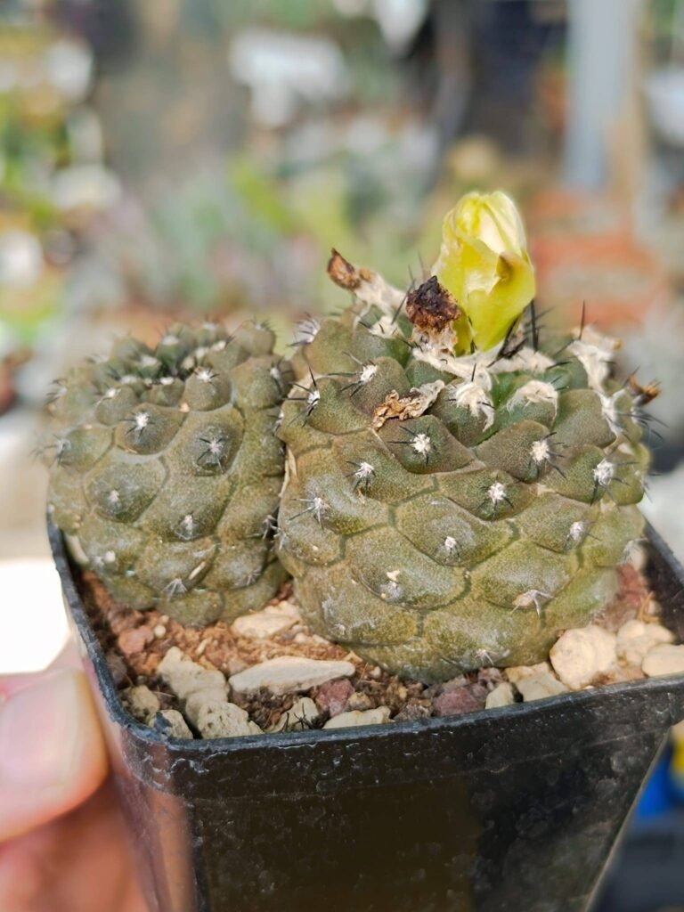 Siracactus-Cactus-Copiapoa-barquitensis.jpg