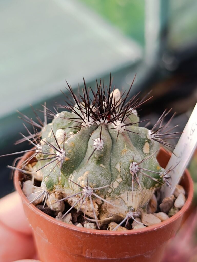 Siracactus-Cactus-Copiapoa-grandiflora-2.jpg