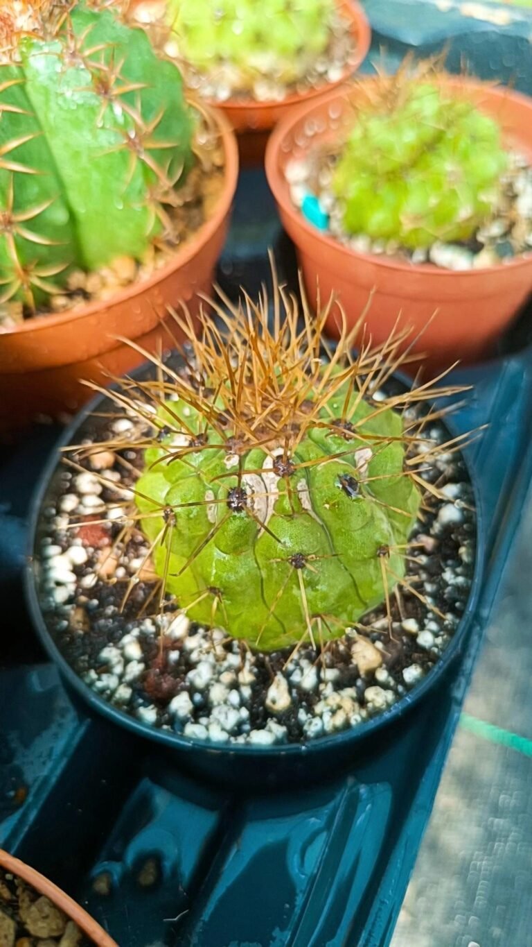 Siracactus-Cactus-Copiapoa-haseltoniana-3.jpg