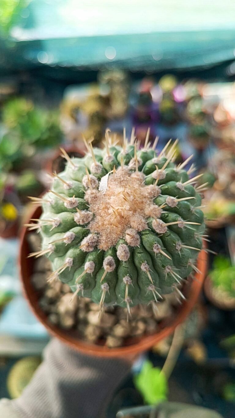Siracactus-Cactus-Copiapoa-haseltoniana.jpg