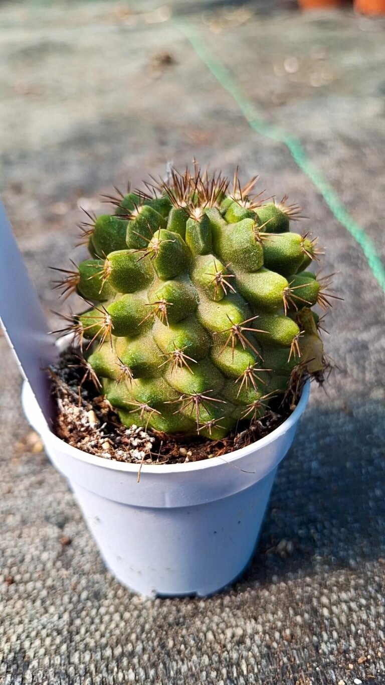 Siracactus-Cactus-Copiapoa-humilis-4.jpg