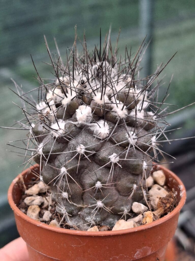 Siracactus-Cactus-Copiapoa-humilis-n.-Paposo-1.jpg