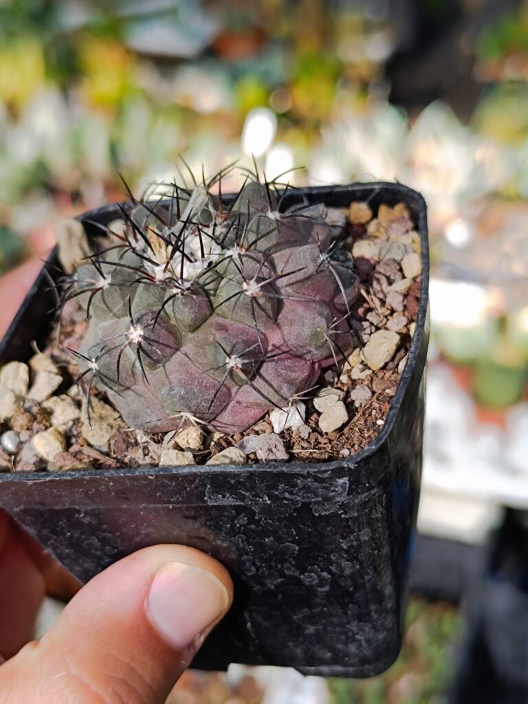 Siracactus-Cactus-Copiapoa-humilis-subs-tenuissima-2.jpg