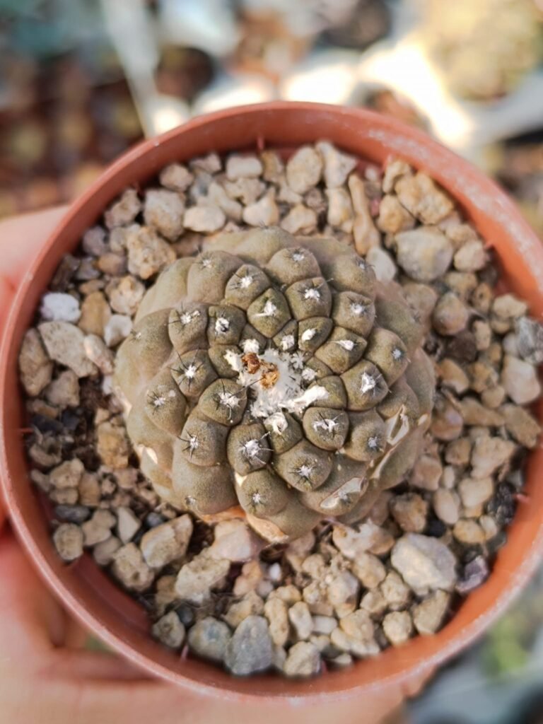 Siracactus-Cactus-Copiapoa-hypogaea-3-1.jpg