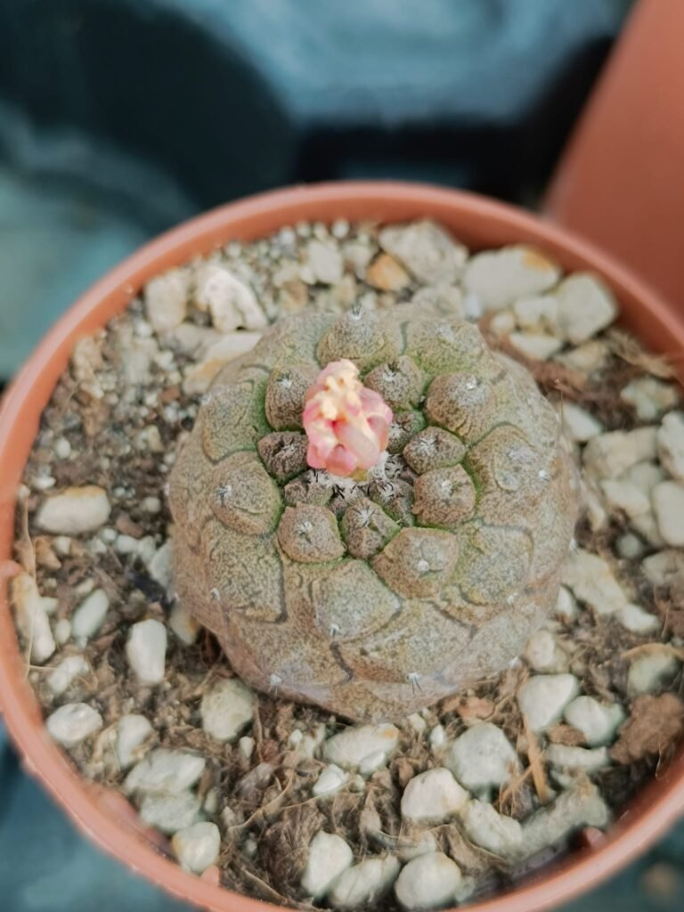 Siracactus-Cactus-Copiapoa-hypogaea-lizard-skin.jpg