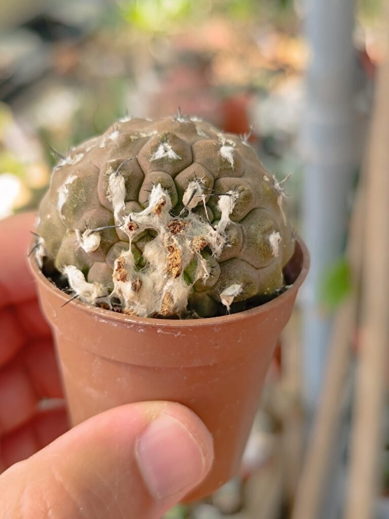 Siracactus-Cactus-Copiapoa-hypogaea-mostruosa.jpg