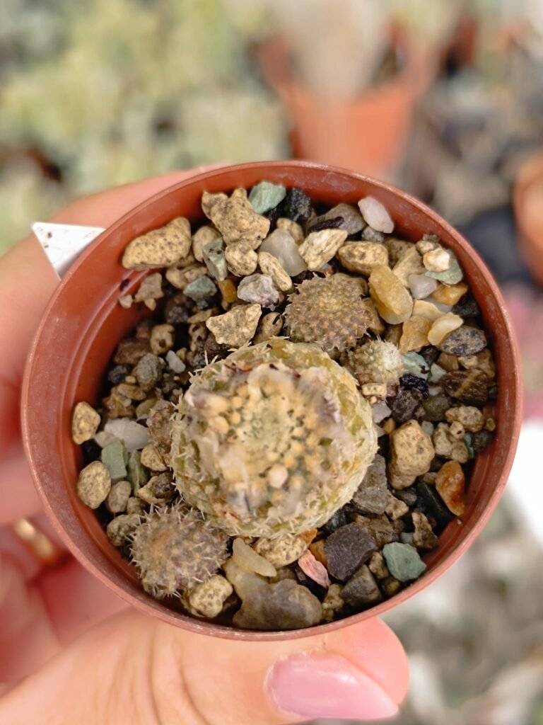 Siracactus-Cactus-Copiapoa-lauii-3.jpg