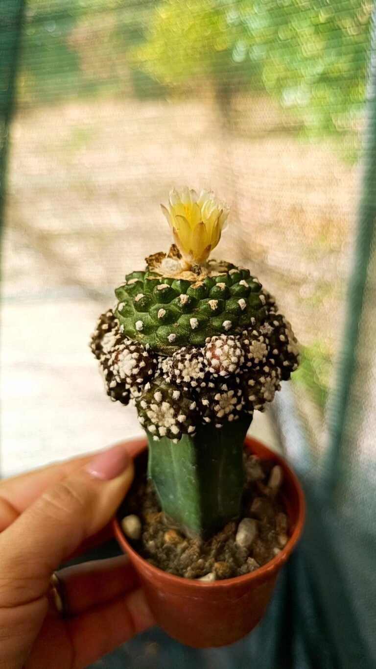 Siracactus-Cactus-Copiapoa-lauii-prolifera-innestata.jpg