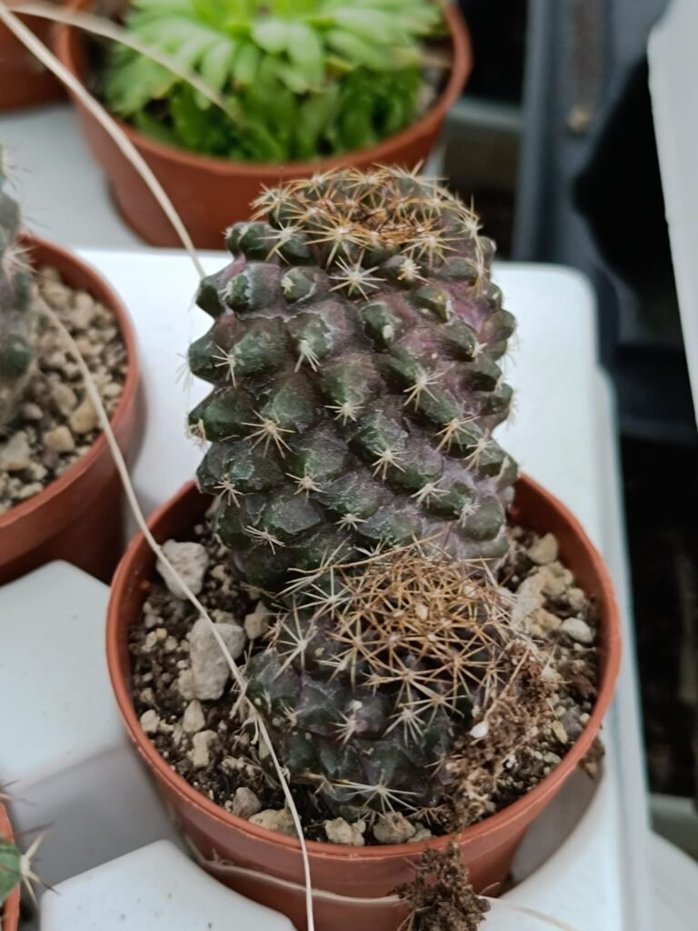Siracactus-Cactus-Copiapoa-mix.jpg