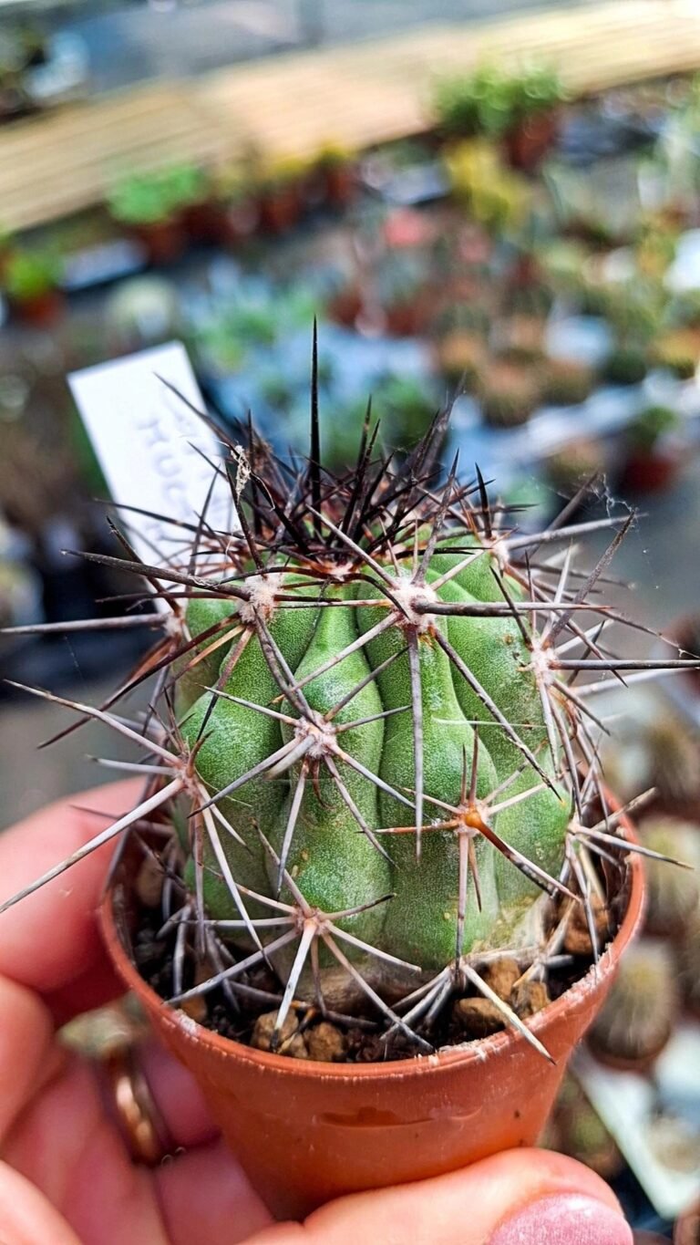 Siracactus-Cactus-Copiapoa-multicolor.jpg