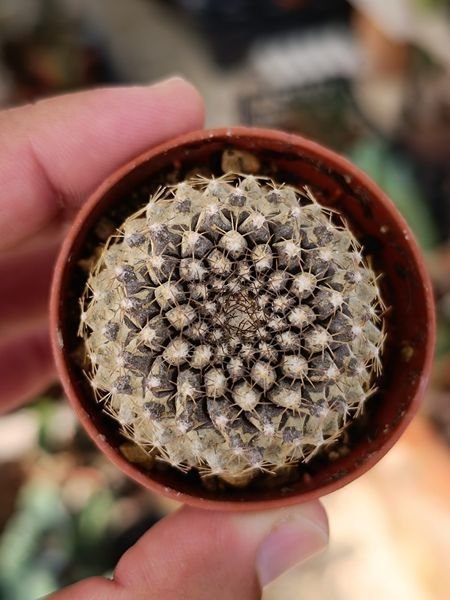 Siracactus-Cactus-Copiapoa-tenuissima-antofagasta.jpg
