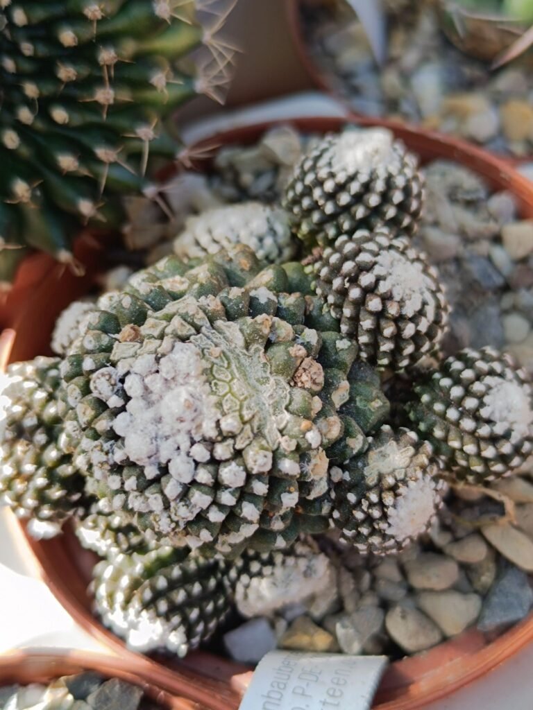 Siracactus-Cactus-Copiapoa-tenuissima-f.-Mostruosa.jpg